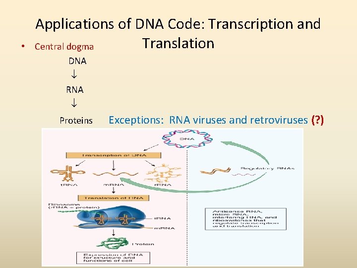  • Applications of DNA Code: Transcription and Translation Central dogma DNA RNA Proteins