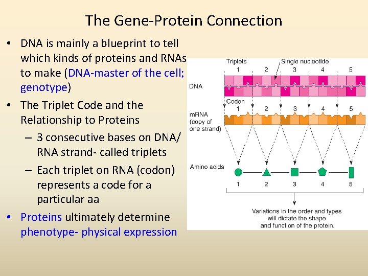 The Gene-Protein Connection • DNA is mainly a blueprint to tell which kinds of