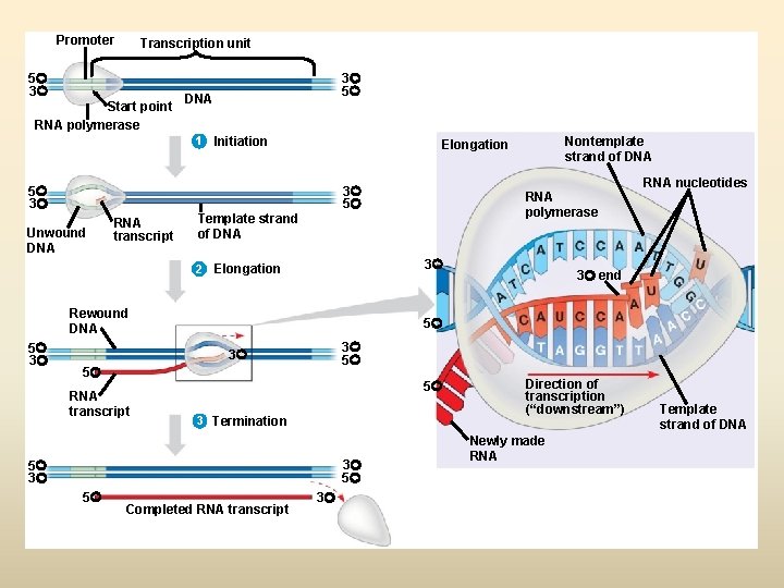Promoter Transcription unit 5 3 Start point RNA polymerase 3 5 DNA 1 Initiation