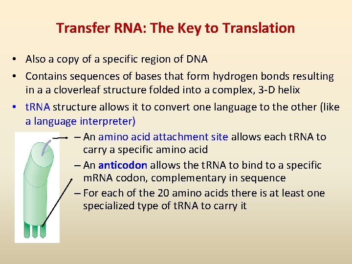 Transfer RNA: The Key to Translation • Also a copy of a specific region