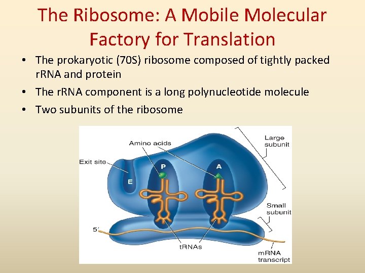 The Ribosome: A Mobile Molecular Factory for Translation • The prokaryotic (70 S) ribosome