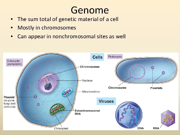 Genome • The sum total of genetic material of a cell • Mostly in