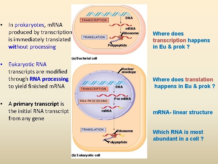  • In prokaryotes, m. RNA produced by transcription is immediately translated without processing