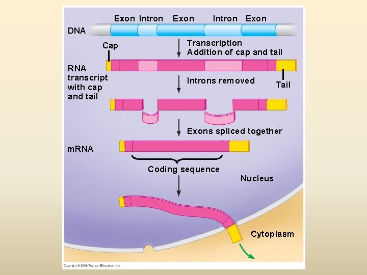 Exon Intron Exon DNA Cap RNA transcript with cap and tail Transcription Addition of