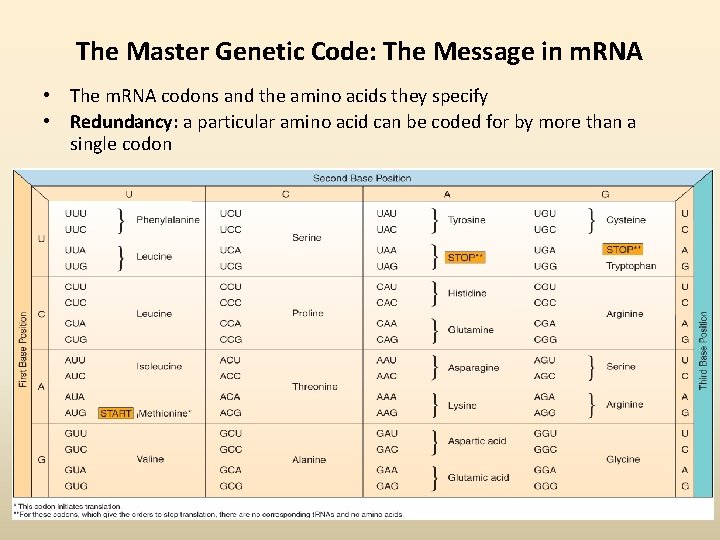 The Master Genetic Code: The Message in m. RNA • The m. RNA codons