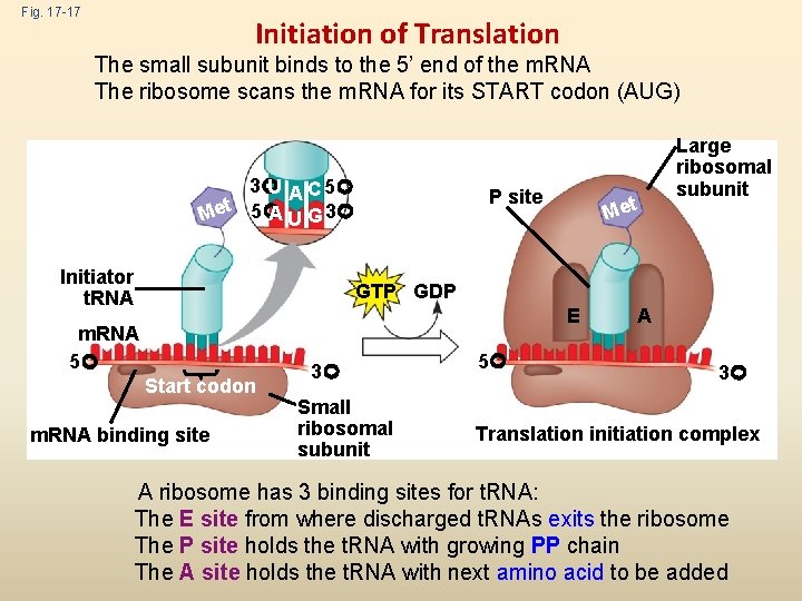 Fig. 17 -17 Initiation of Translation The small subunit binds to the 5’ end
