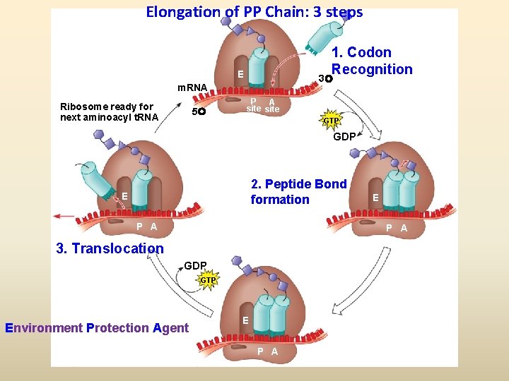 Elongation of PP Chain: 3 steps 1. Codon Recognition E 3 m. RNA Ribosome