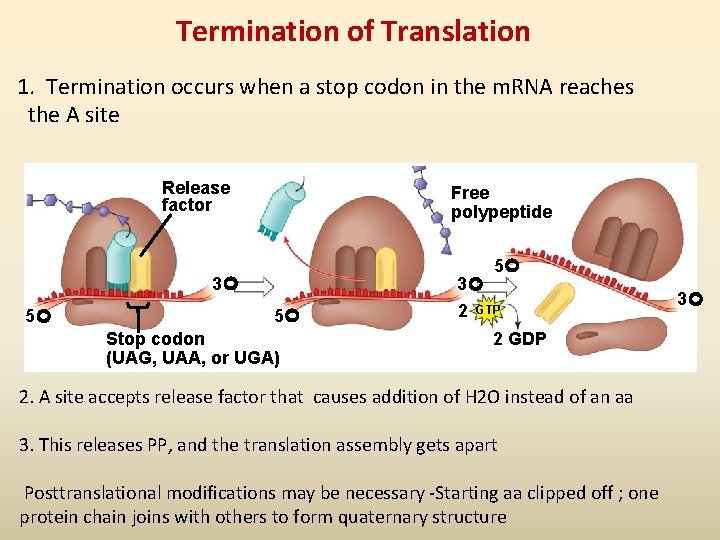 Termination of Translation 1. Termination occurs when a stop codon in the m. RNA