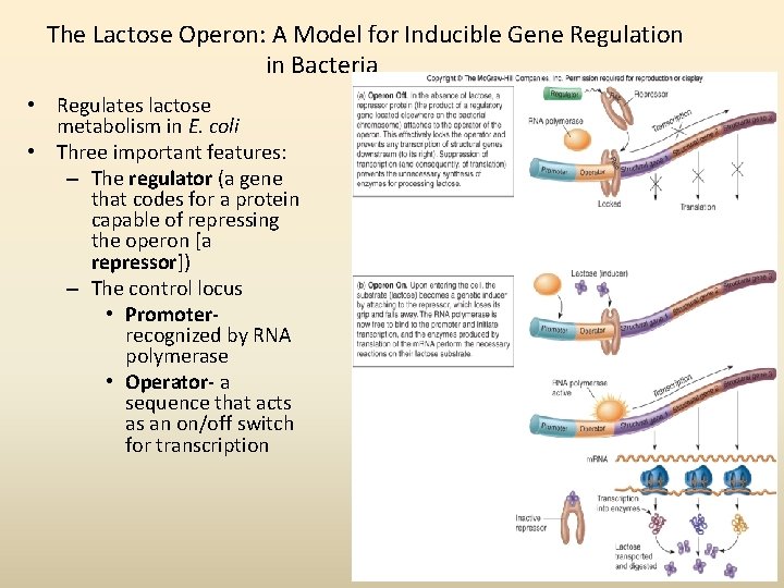 The Lactose Operon: A Model for Inducible Gene Regulation in Bacteria • Regulates lactose