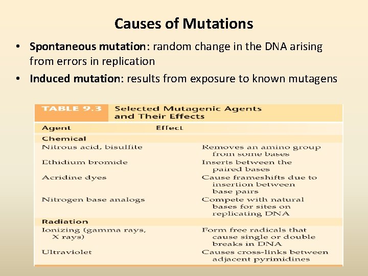 Causes of Mutations • Spontaneous mutation: random change in the DNA arising from errors
