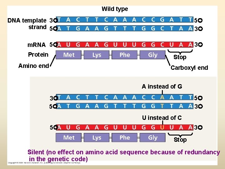 Wild type DNA template 3 strand 5 5 3 m. RNA 5 3 Protein