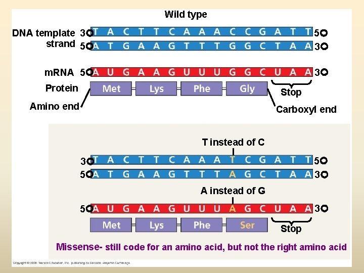 Wild type DNA template 3 strand 5 5 3 m. RNA 5 3 Protein