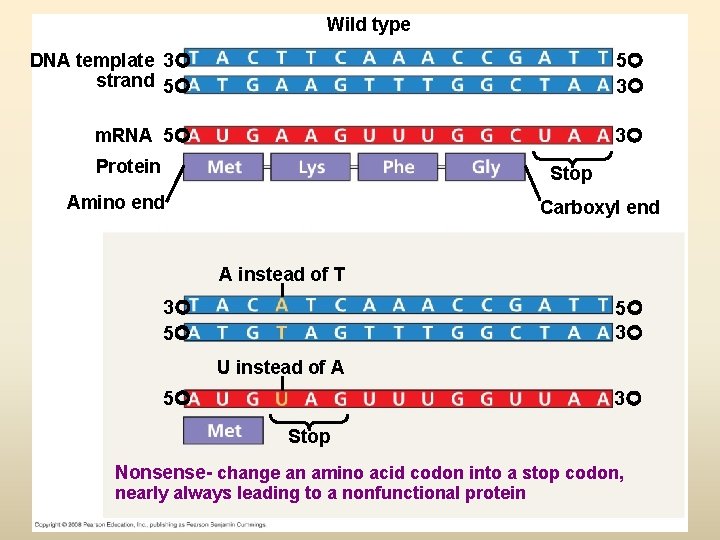 Wild type DNA template 3 strand 5 5 3 m. RNA 5 3 Protein