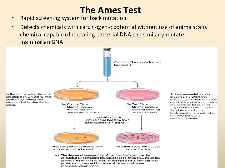 The Ames Test • Rapid screening system for back mutation • Detects chemicals with