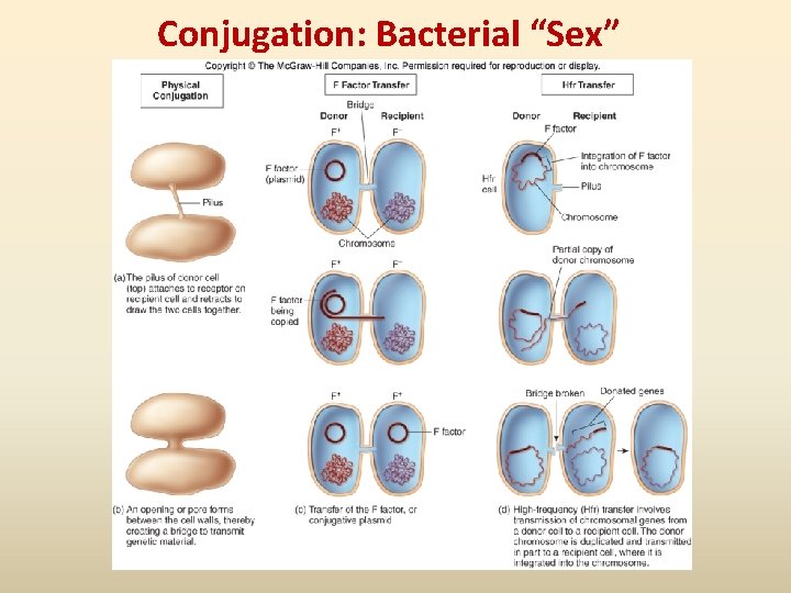 Conjugation: Bacterial “Sex” 
