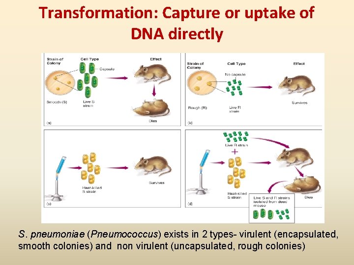 Transformation: Capture or uptake of DNA directly S. pneumoniae (Pneumococcus) exists in 2 types-