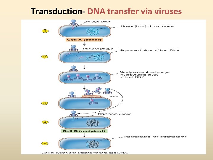 Transduction- DNA transfer via viruses 