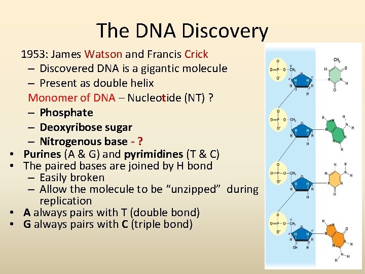 The DNA Discovery • • 1953: James Watson and Francis Crick – Discovered DNA