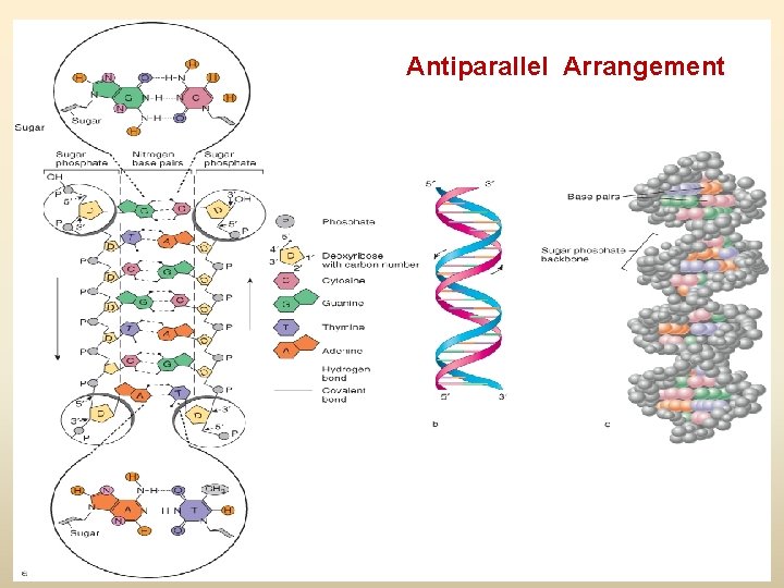 Antiparallel Arrangement 