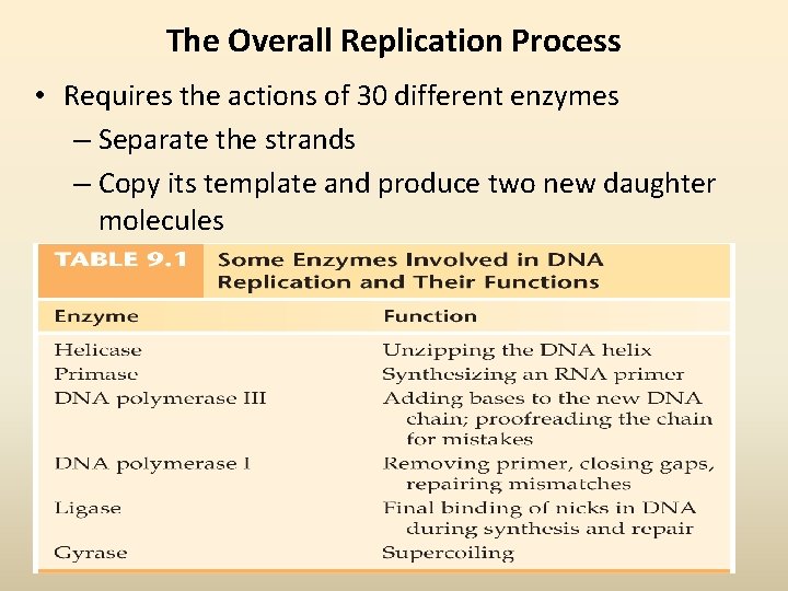 The Overall Replication Process • Requires the actions of 30 different enzymes – Separate
