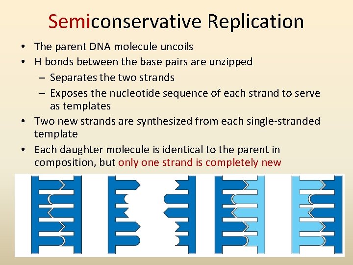 Semiconservative Replication • The parent DNA molecule uncoils • H bonds between the base