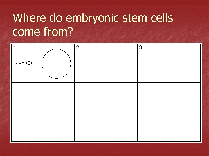 Where do embryonic stem cells come from? 