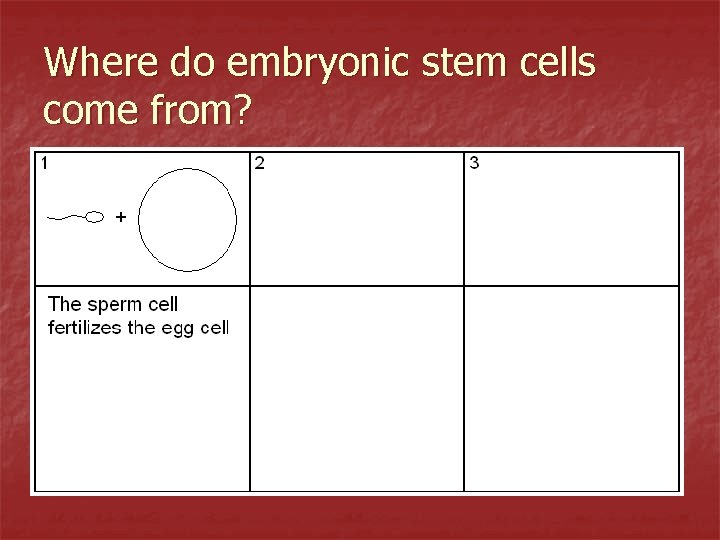 Where do embryonic stem cells come from? 