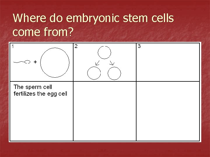 Where do embryonic stem cells come from? 