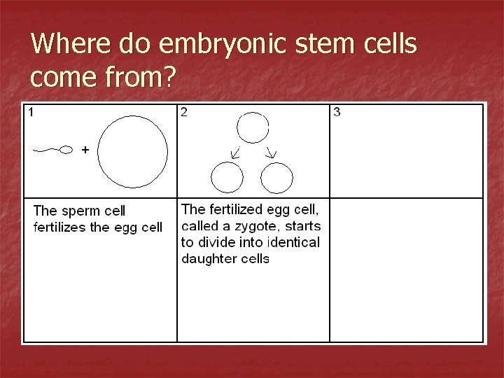 Where do embryonic stem cells come from? 