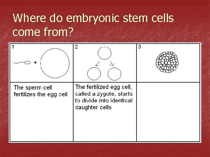 Where do embryonic stem cells come from? 