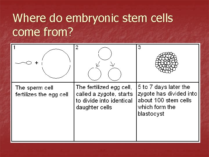 Where do embryonic stem cells come from? 