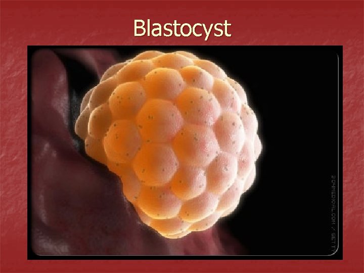 Blastocyst 