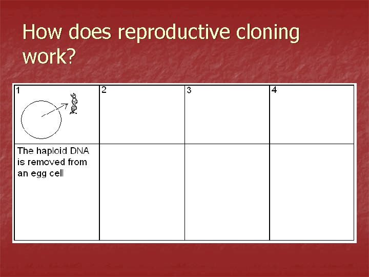 How does reproductive cloning work? 