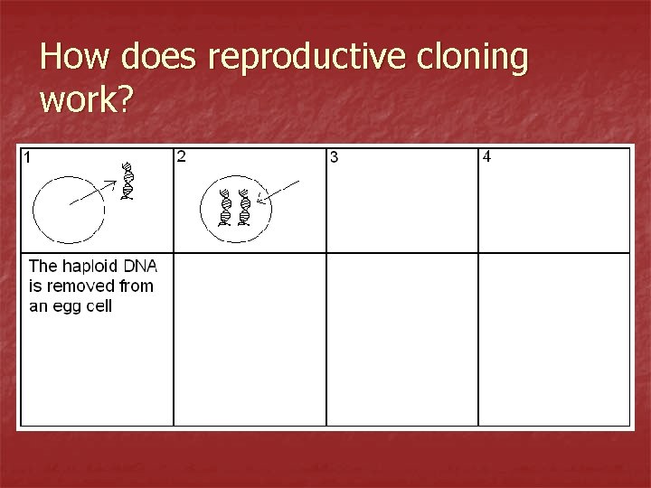 How does reproductive cloning work? 