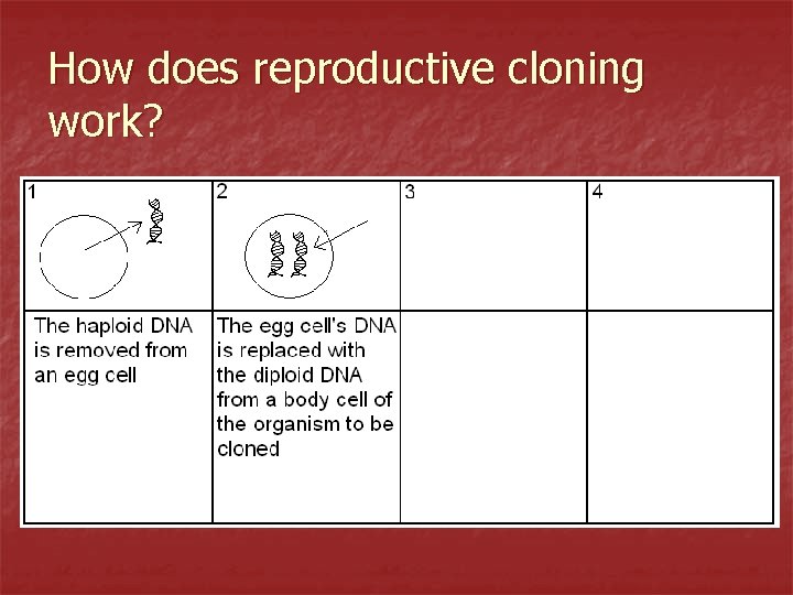 How does reproductive cloning work? 