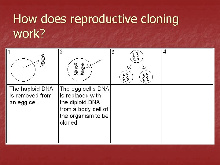 How does reproductive cloning work? 