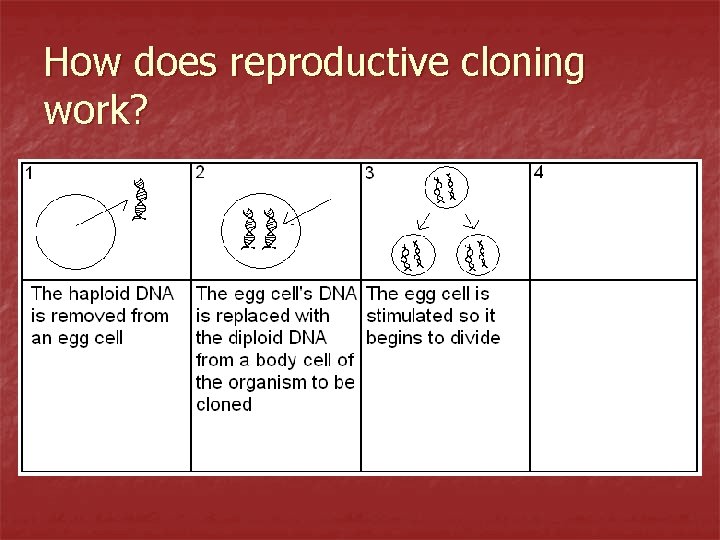 How does reproductive cloning work? 