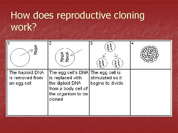 How does reproductive cloning work? 