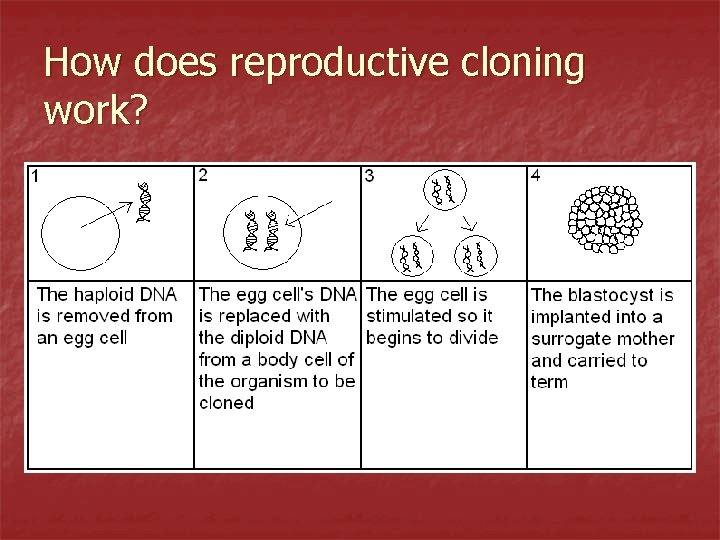 How does reproductive cloning work? 
