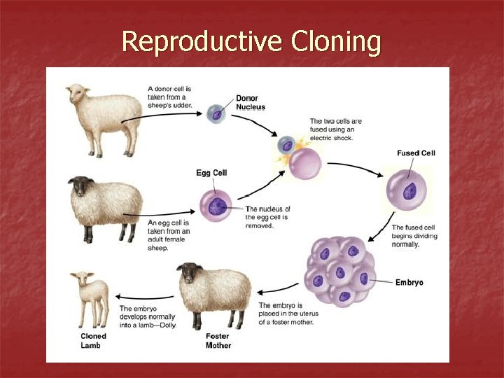 Reproductive Cloning 