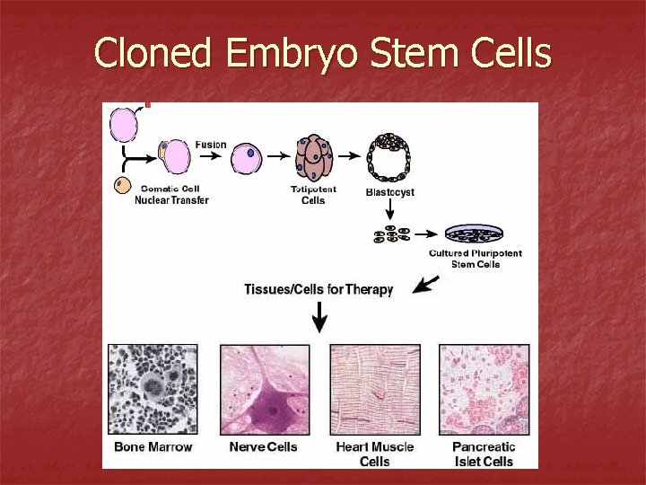 Cloned Embryo Stem Cells 