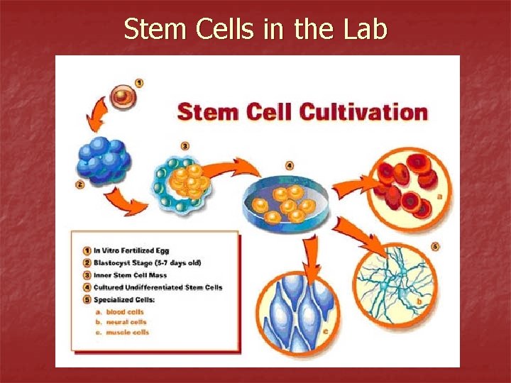 Stem Cells in the Lab 
