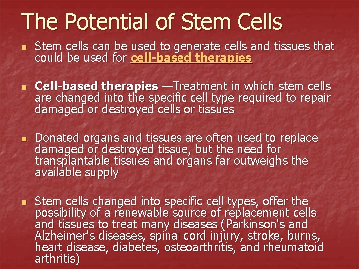 The Potential of Stem Cells n n Stem cells can be used to generate