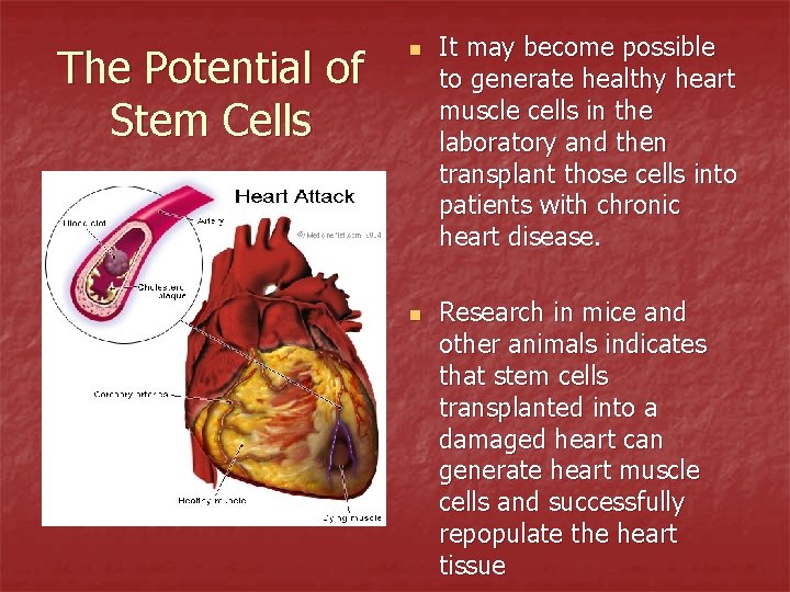 The Potential of Stem Cells n n It may become possible to generate healthy