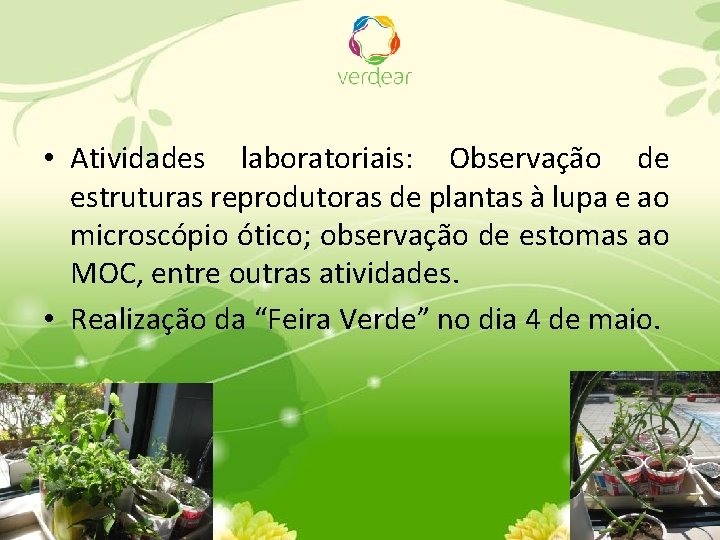  • Atividades laboratoriais: Observação de estruturas reprodutoras de plantas à lupa e ao