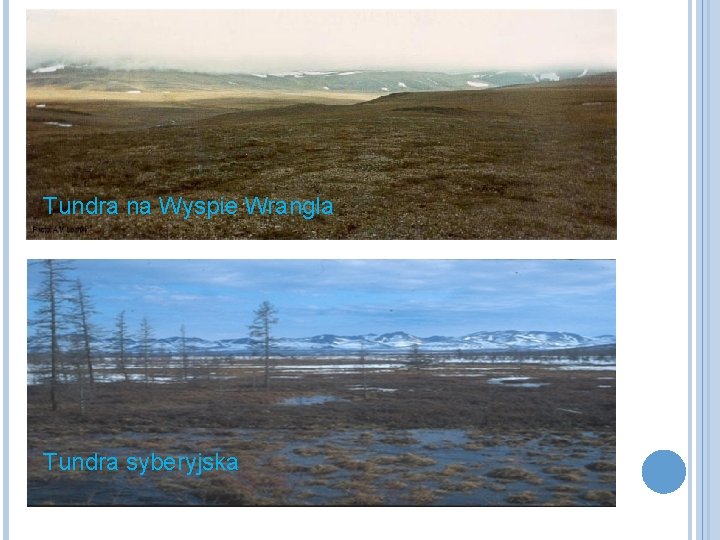 Tundra na Wyspie Wrangla Tundra syberyjska 