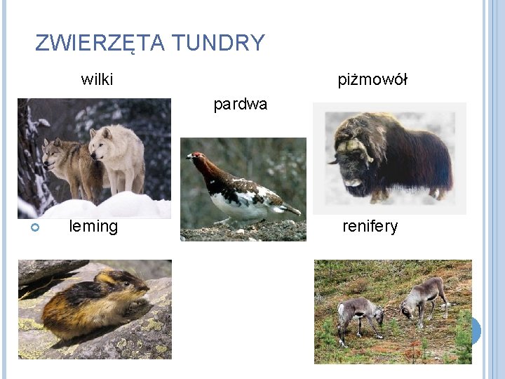 ZWIERZĘTA TUNDRY wilki pardwa piżmowół leming renifery 