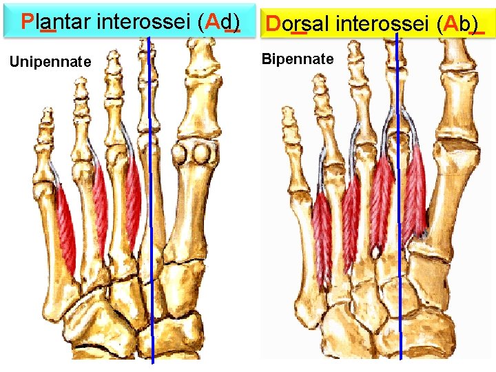 Plantar interossei (Ad) Unipennate Dorsal interossei (Ab) Bipennate 