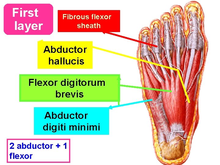 First layer Fibrous flexor sheath Abductor hallucis Flexor digitorum brevis Abductor digiti minimi 2