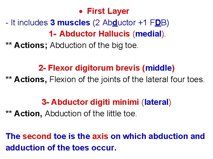  First Layer - It includes 3 muscles (2 Abductor +1 FDB) 1 -